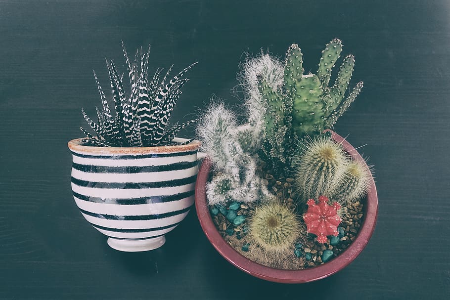 cactus, stribes, white, pot, potted plant, green, succulent plant HD wallpaper