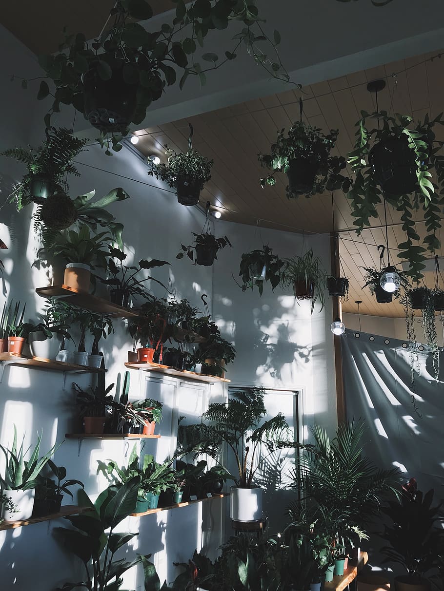 green-leafed plant, lighting equipment, potted plant, indoors HD wallpaper