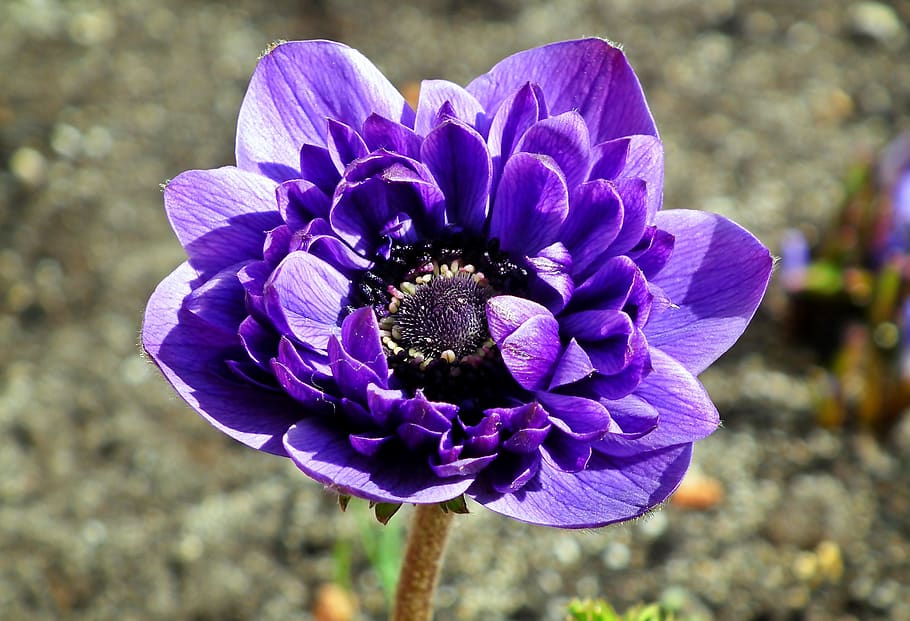 anemone, flower, violet, spring, garden, macro, jaskrowate HD wallpaper
