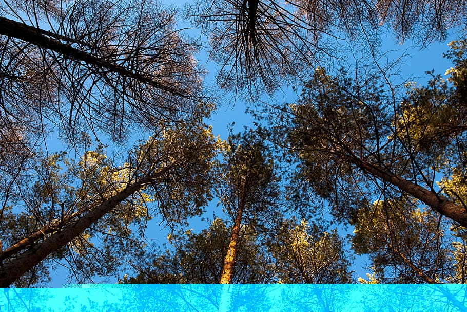 forest, landscape, nature, peaceful, scene, scenery, scenic HD wallpaper