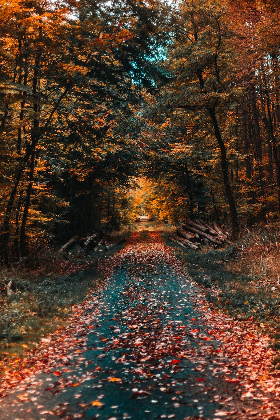 pathway surrounded by trees, leaf, plant, maple, gambach, germany HD wallpaper