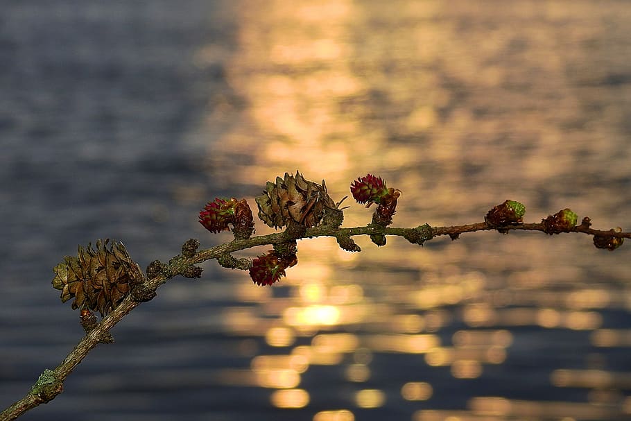 sprig, river, sunset, landscape, view, mood, plant, nature HD wallpaper