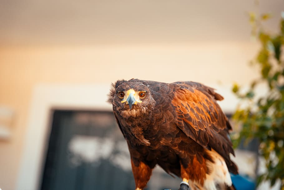 animal, hawk, buzzard, bird, chicken, fowl, poultry, vulture HD wallpaper