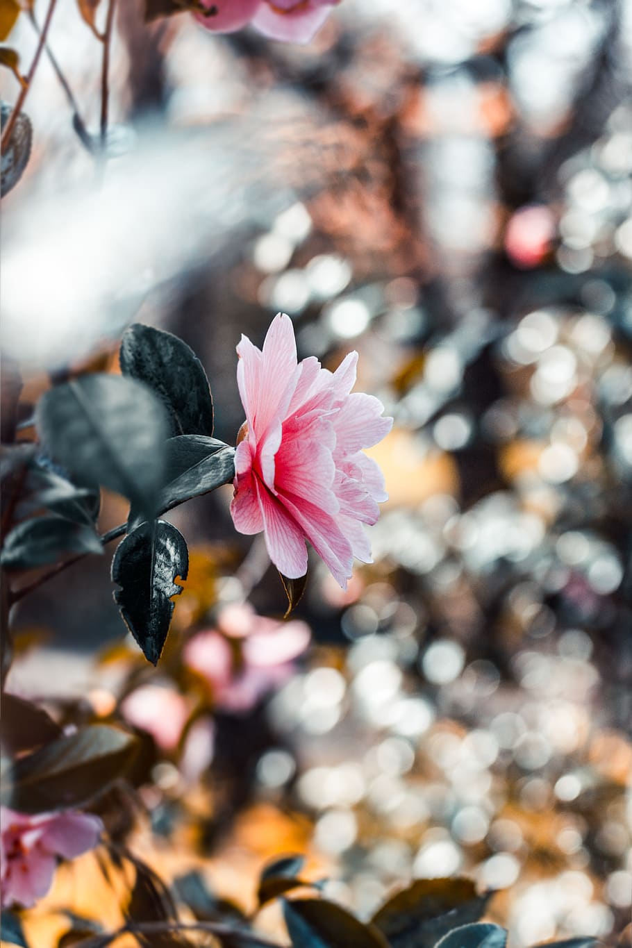 Pink Petaled Flowe, beautiful, beautiful flower, blossom, bokeh HD wallpaper