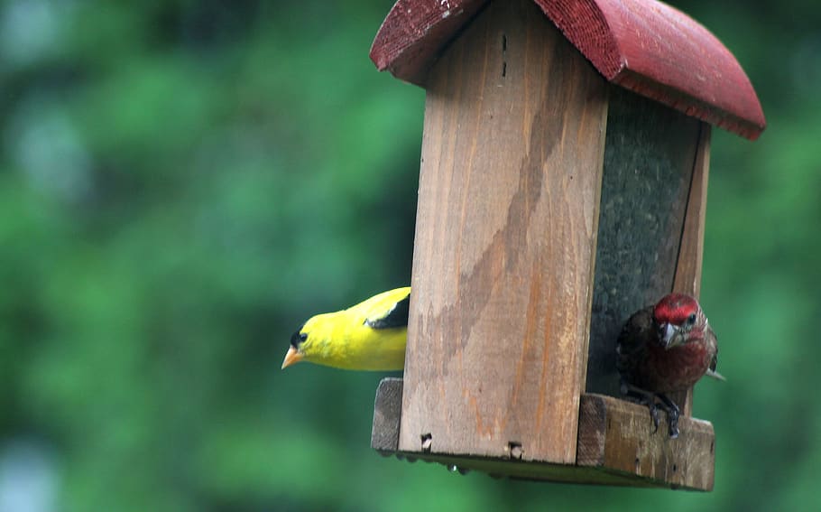 birds, finch, yellow, red, goldfinch, purple finch, animal themes, HD wallpaper