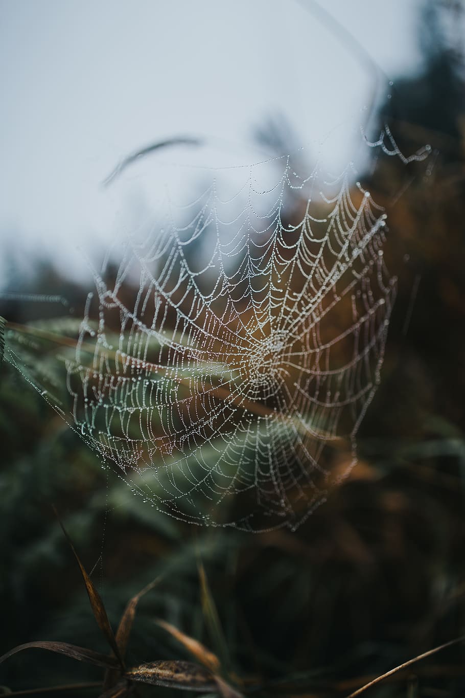 spider web, fragility, close-up, vulnerability, focus on foreground HD wallpaper