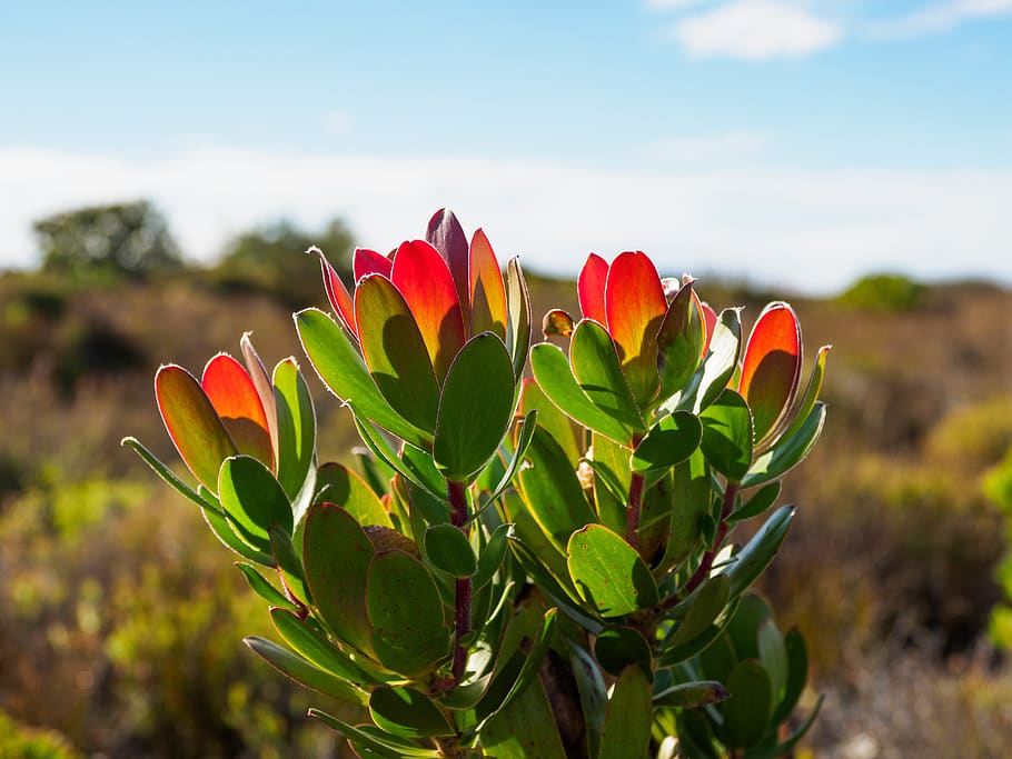 Cape Fynbos 1080p 2k 4k 5k Hd Wallpapers Free Download Wallpaper Flare