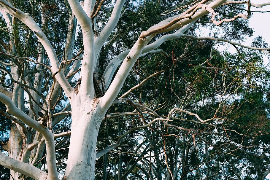 white tree under white sky, plant, tree trunk, root, handrail HD wallpaper