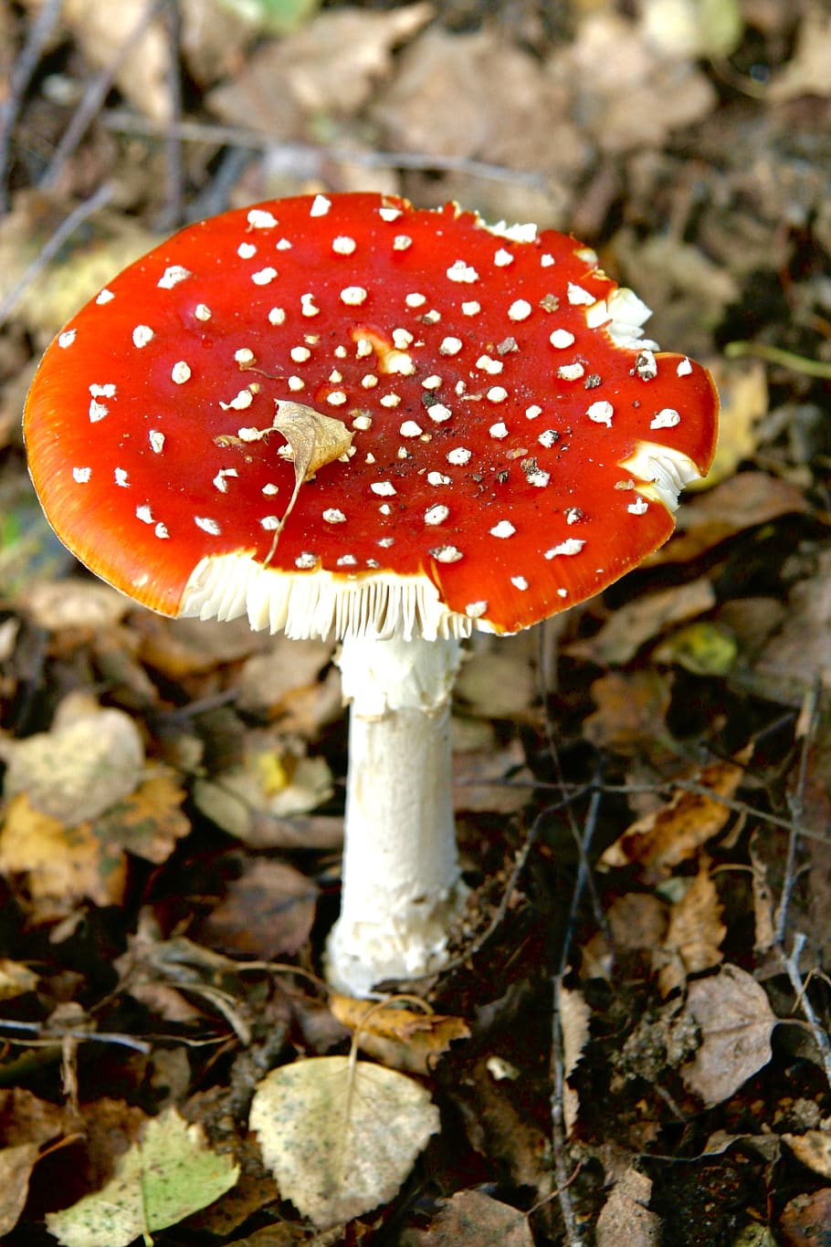 fungus, mushroom, red, vegetable, food, close-up, fly agaric mushroom HD wallpaper