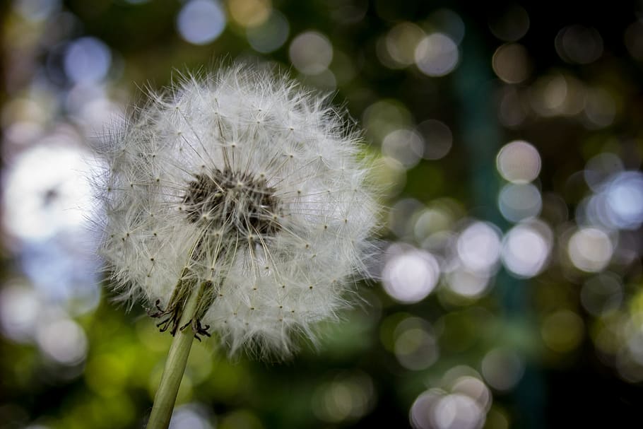 Shallow Focus Photography of White Dandelion, bloom, blossom HD wallpaper