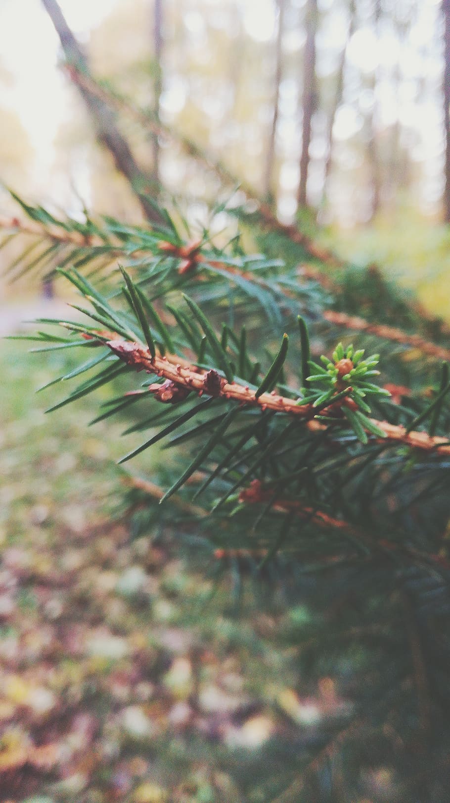 trees, forest, plant, close-up, nature, green color, selective focus HD wallpaper