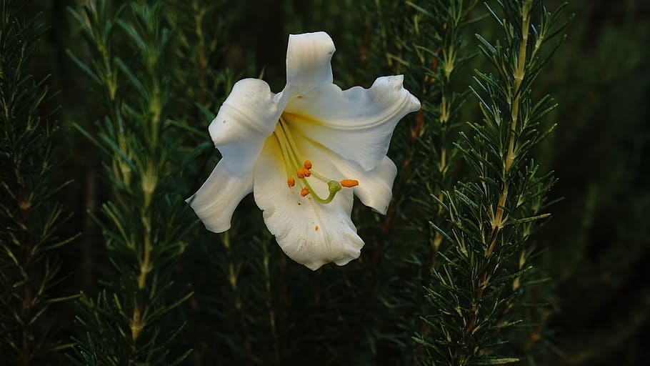 lily, bloom, white, flower, plant, beauty in nature, petal HD wallpaper