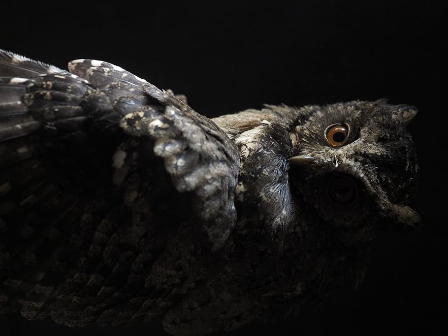 black and brown owl, animal themes, animals in the wild, one animal HD wallpaper