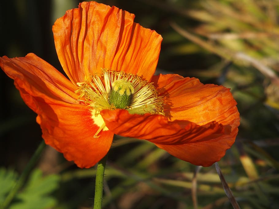 flower, nature, bright, flowering plant, fragility, petal, vulnerability HD wallpaper