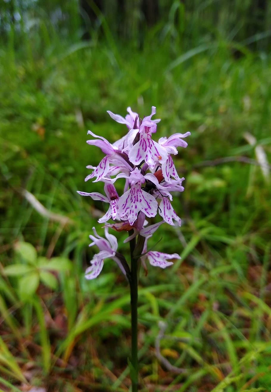 flower, inflorescence, flora, forest, meadow, grass, flowering plant HD wallpaper