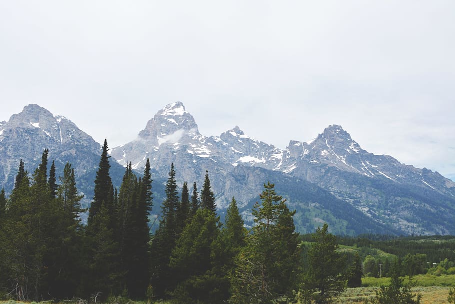 trees, forest, mountains, cloudy, rocky mountains, tetons, plant HD wallpaper