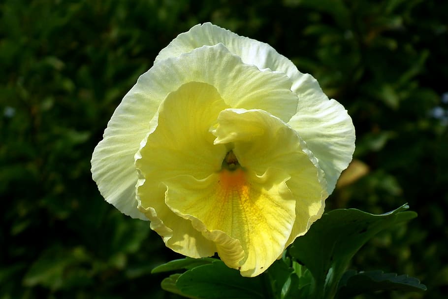 pansy, flower, yellow, spring, garden, nature, closeup, blooming HD wallpaper