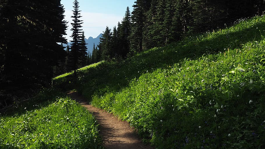 Unpaved Pathway Surrounded by Grass Field, daylight, environment HD wallpaper