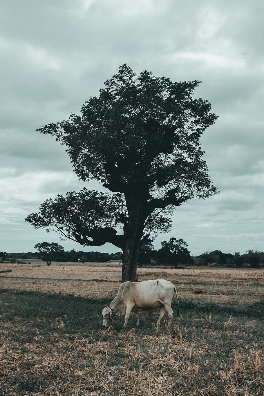 philippines, manila, trees, animals, 2018, nature, travel destination HD wallpaper