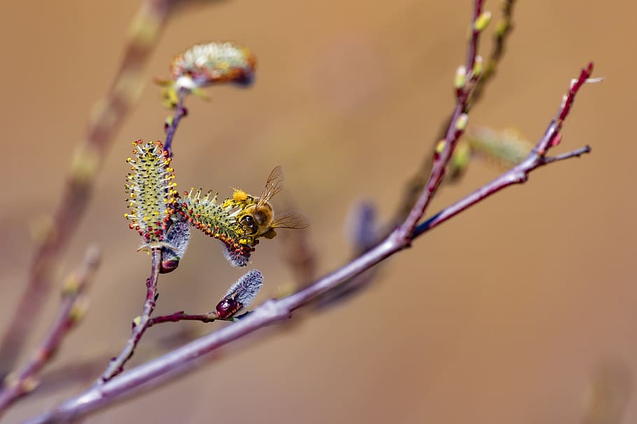 bee, spring, nature, insect, pollen, blossom, bloom, close up HD wallpaper