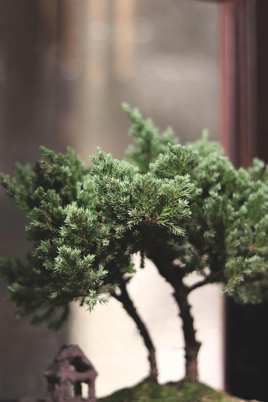 tree, plant, growth, selective focus, no people, day, nature HD wallpaper