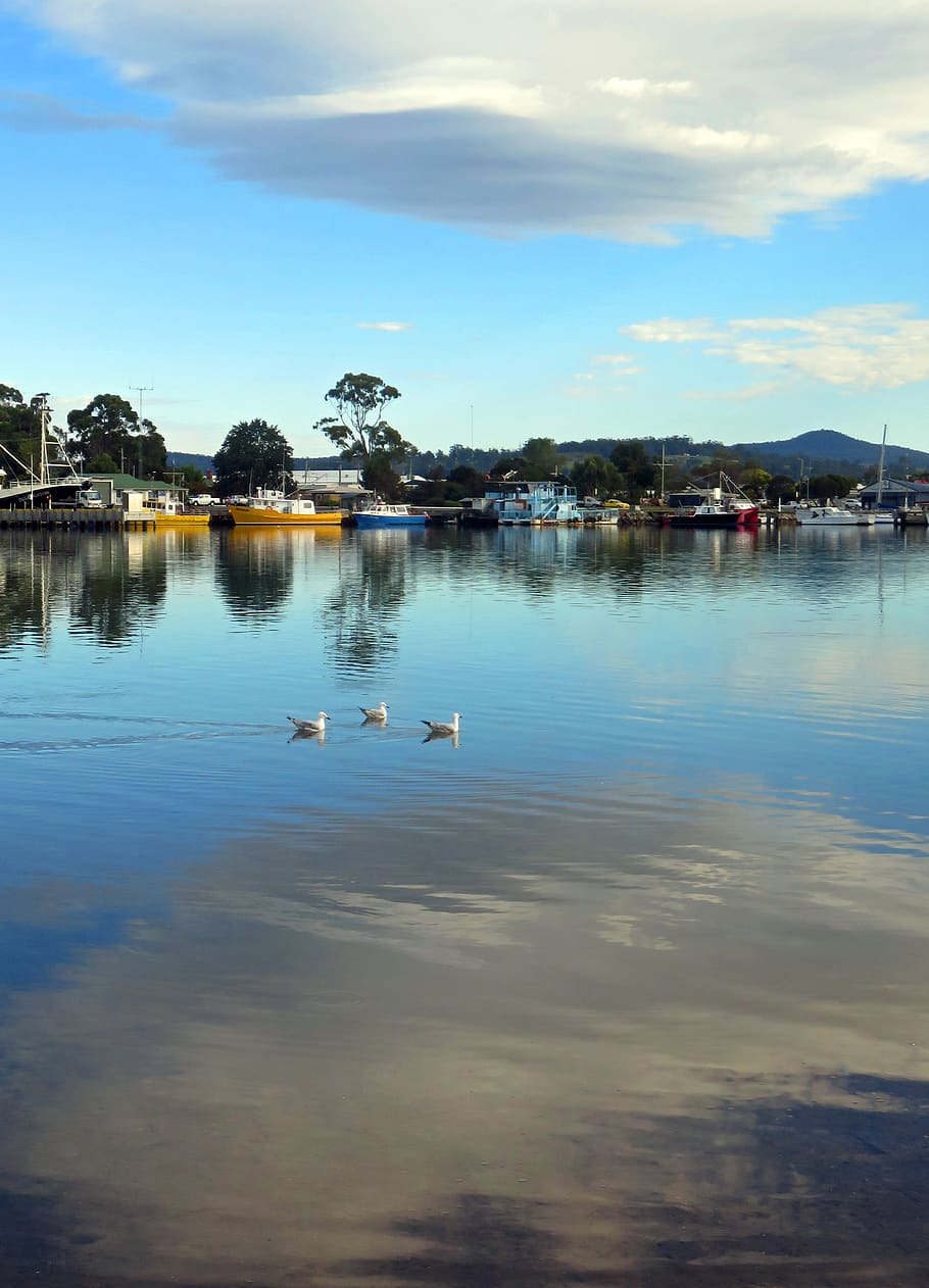 australia, saint helens, georges bay, fishing boats, seagulls, HD wallpaper