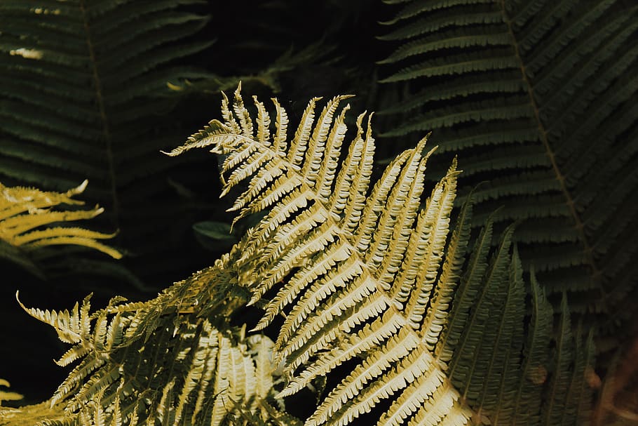 sun, flower, green, forest, leaf, growth, plant part, close-up HD wallpaper