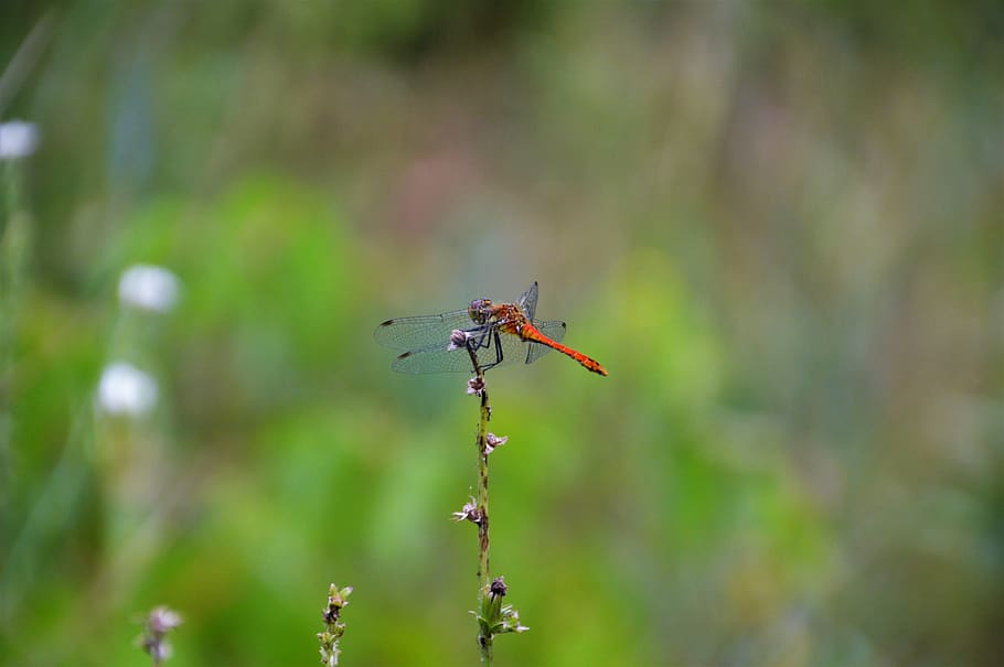 dragonfly, insects, field, animals, focus on foreground, animal wildlife HD wallpaper