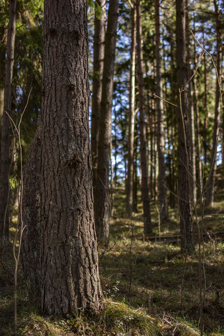 forest, tree, nature, landscape, green, sunlight, mystical HD wallpaper