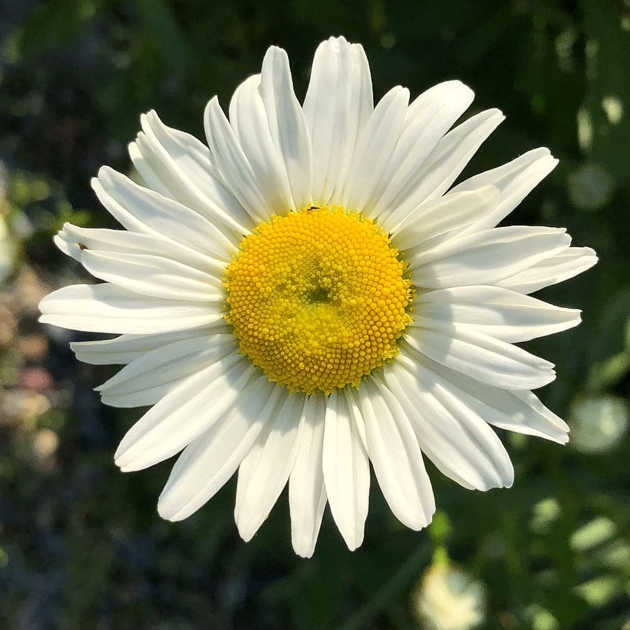 daisy, yellow, white, green, flower, bloom, flowers, beautiful HD wallpaper