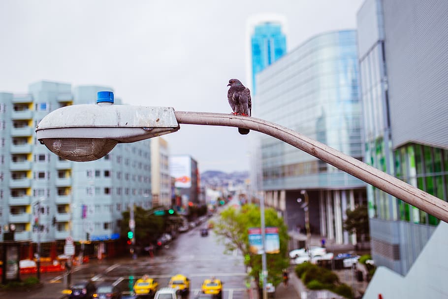 brown bird perched on post light, building exterior, architecture HD wallpaper