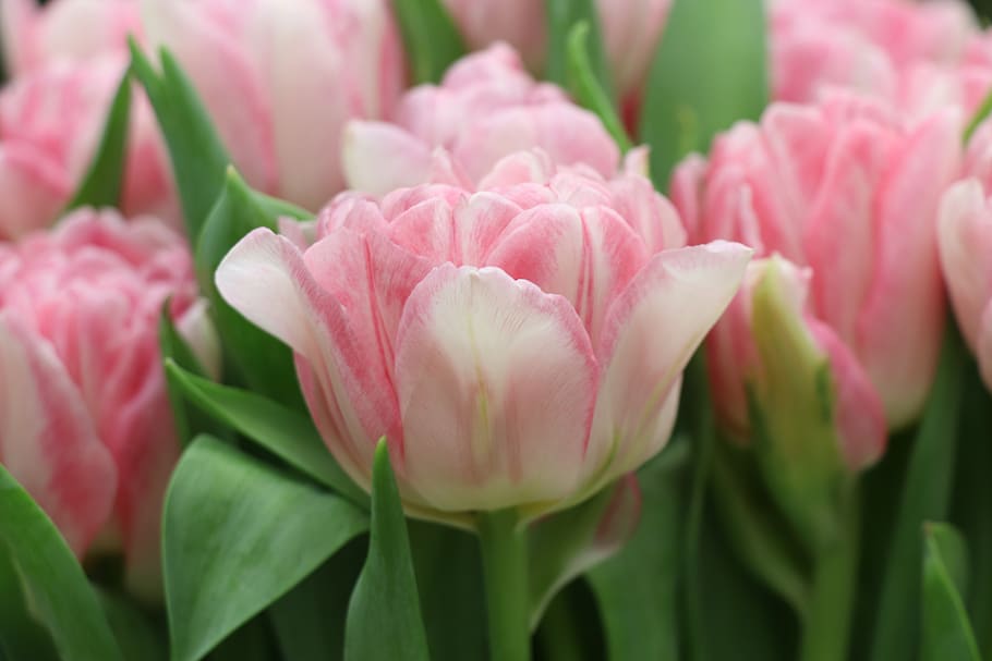 tulips, pink, spring, garden, flower, bloom, flora, nature HD wallpaper