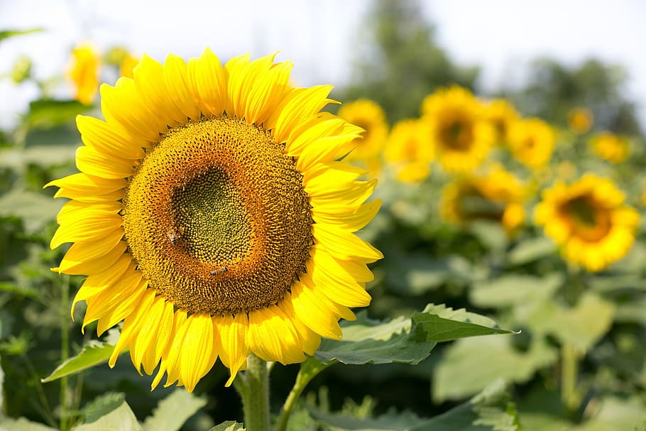 field, sun, sunflower, seed, fresh, nature, fragrance, garden HD wallpaper