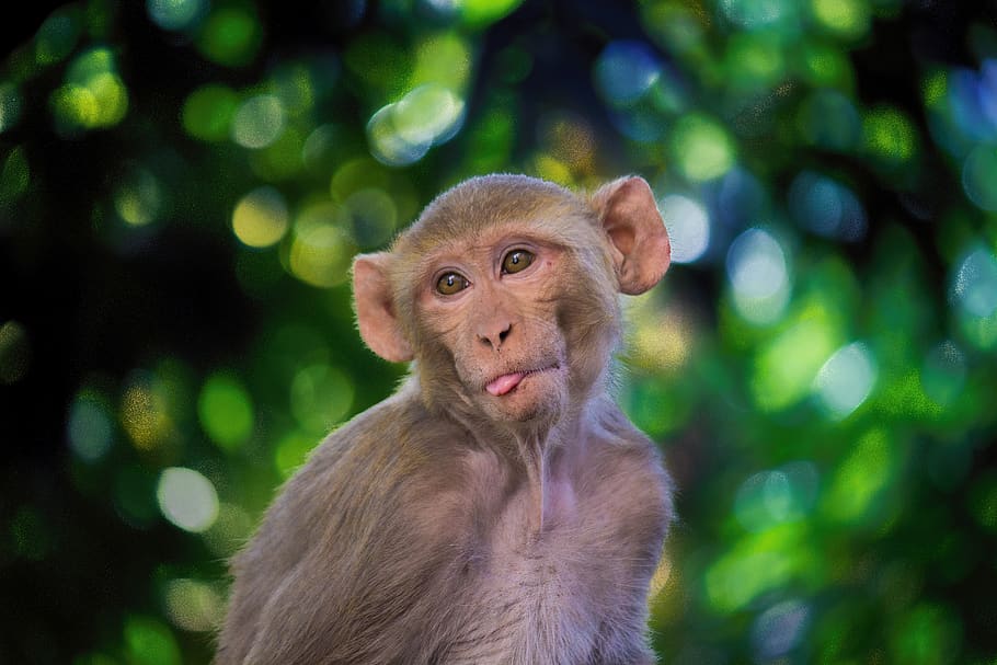 the rhesus macaque, monkey, mammal, animals, nature, wildlife, HD wallpaper