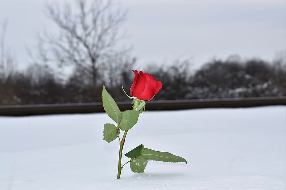 red rose in snow, love symbol, railway, remembering all victims