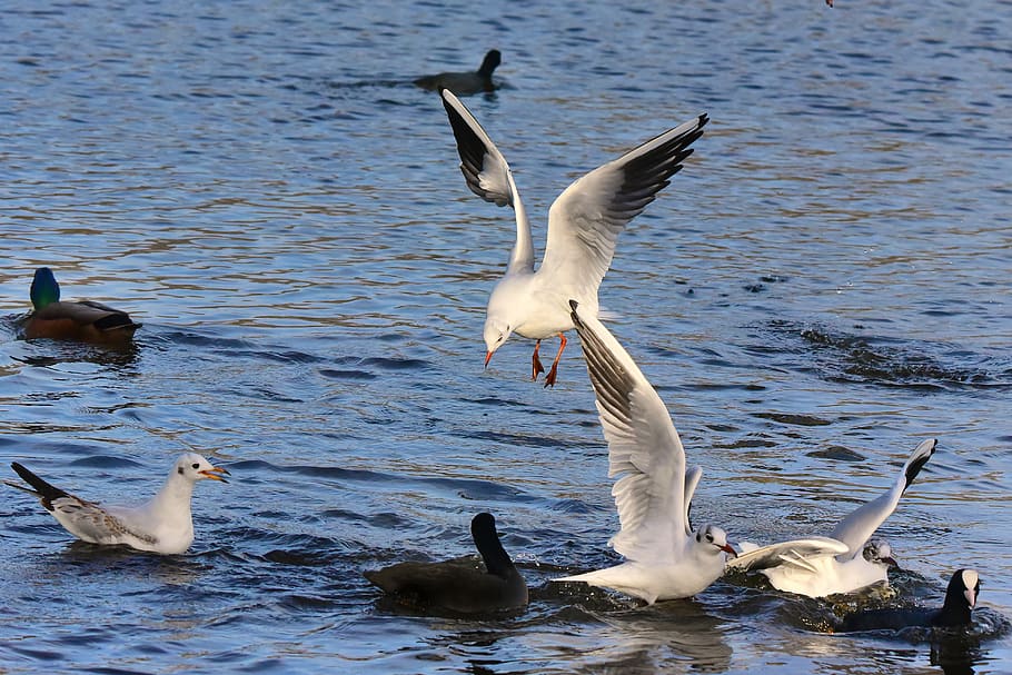 seagull, bird, seabird, flight, wing, feather, plumage, water HD wallpaper