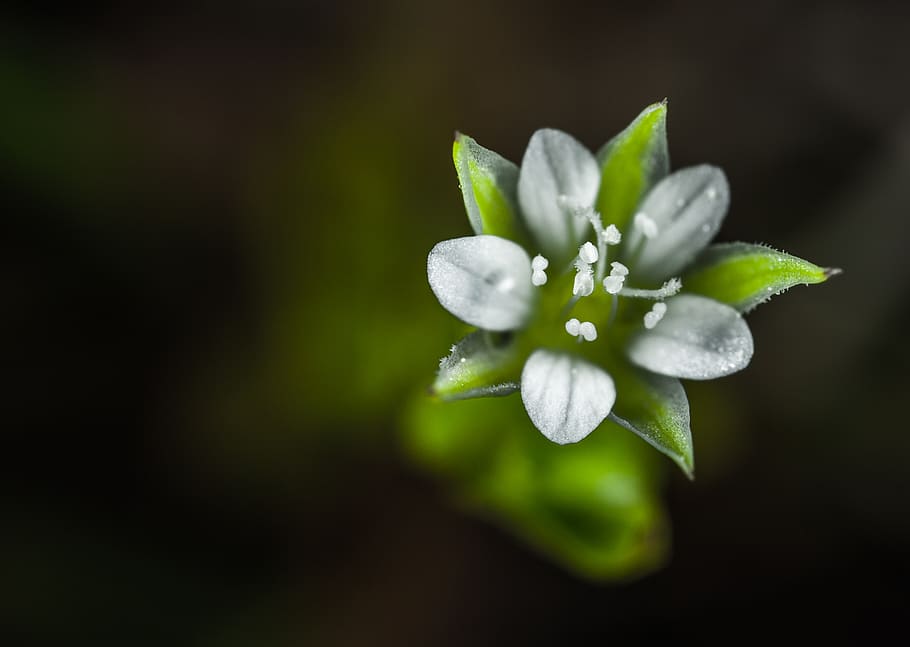 Selective Focus of White Petaled Flower, bloom, blooming, blossom HD wallpaper