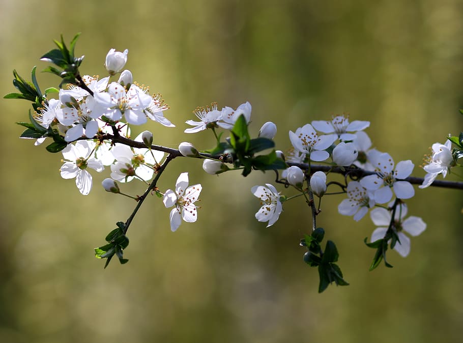 flowers, white, casey, tree, spring, nature, plant, botanical HD wallpaper