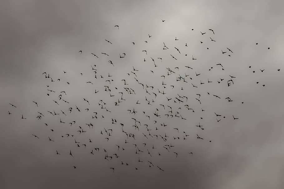 birds, flock, nature, sky, winter, wildlife, silhouette, animal wildlife HD wallpaper