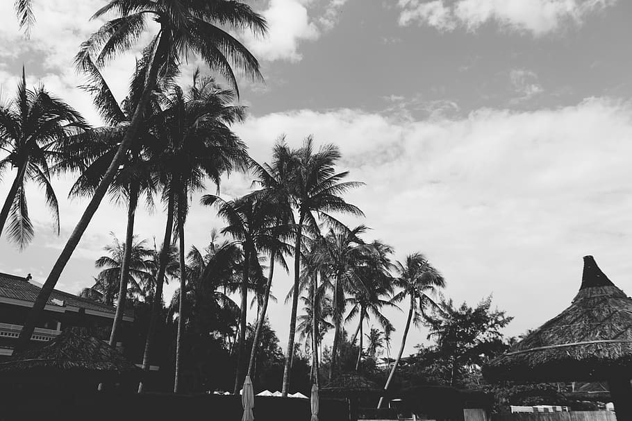 grayscale photo of palm trees, arecaceae, plant, summer, nature, HD wallpaper
