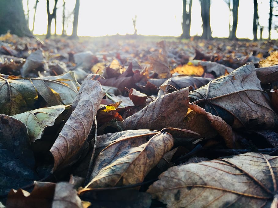 leaves, leaf, tree, sun, sunshine, winter, autumn, fall, ambient HD wallpaper