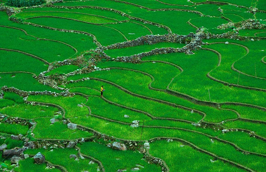 aerial photography of man standing on rice terraces field, drone view, HD wallpaper