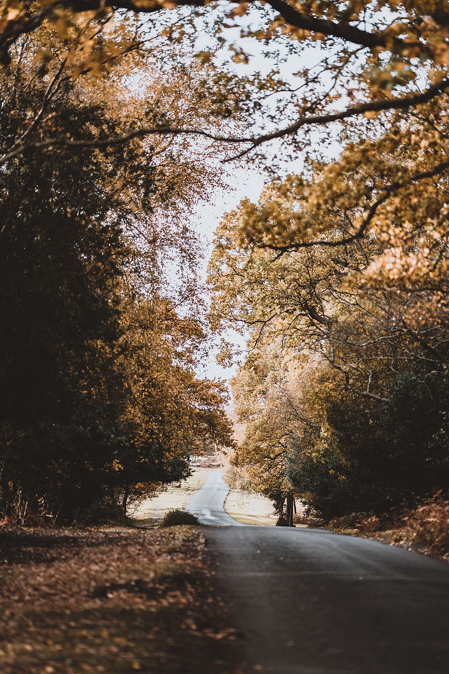 road surrounded by trees, golden, countryside, fall, autumn, autumnal, HD wallpaper