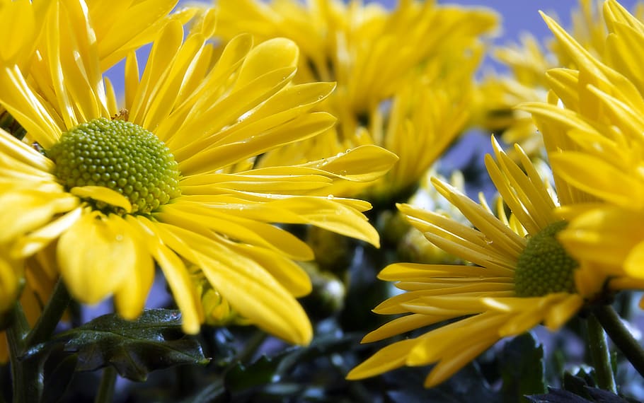 detail, close up, spring, summer, garden, plant, floral, flowers HD wallpaper