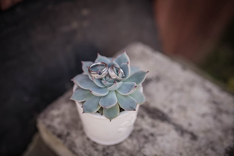 wedding, couple, ring, photography, flower, green, plant, nature HD wallpaper