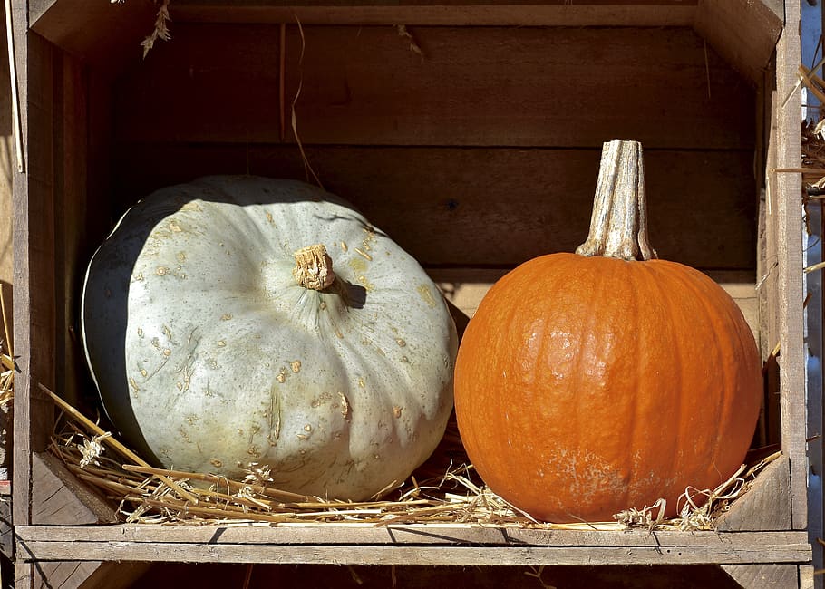 squash, pumpkin, hay, halloween, harvest, decoration, yellow HD wallpaper