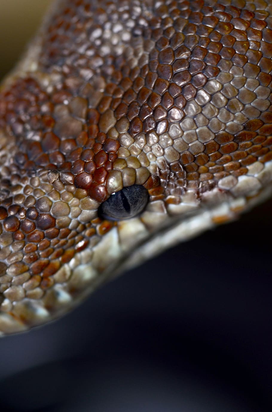 bredl's python, australia, animal, constrictor, reptile, exotic HD wallpaper