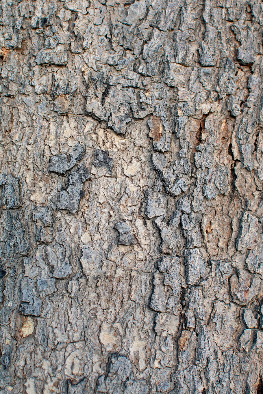 tree bark, tree trunk, plant, texture, ground, wood, rock, insect, HD wallpaper