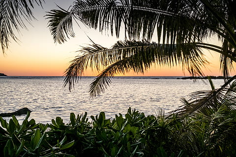 beach, palm, tropical, seashore, ocean, fiji, island, nature HD wallpaper