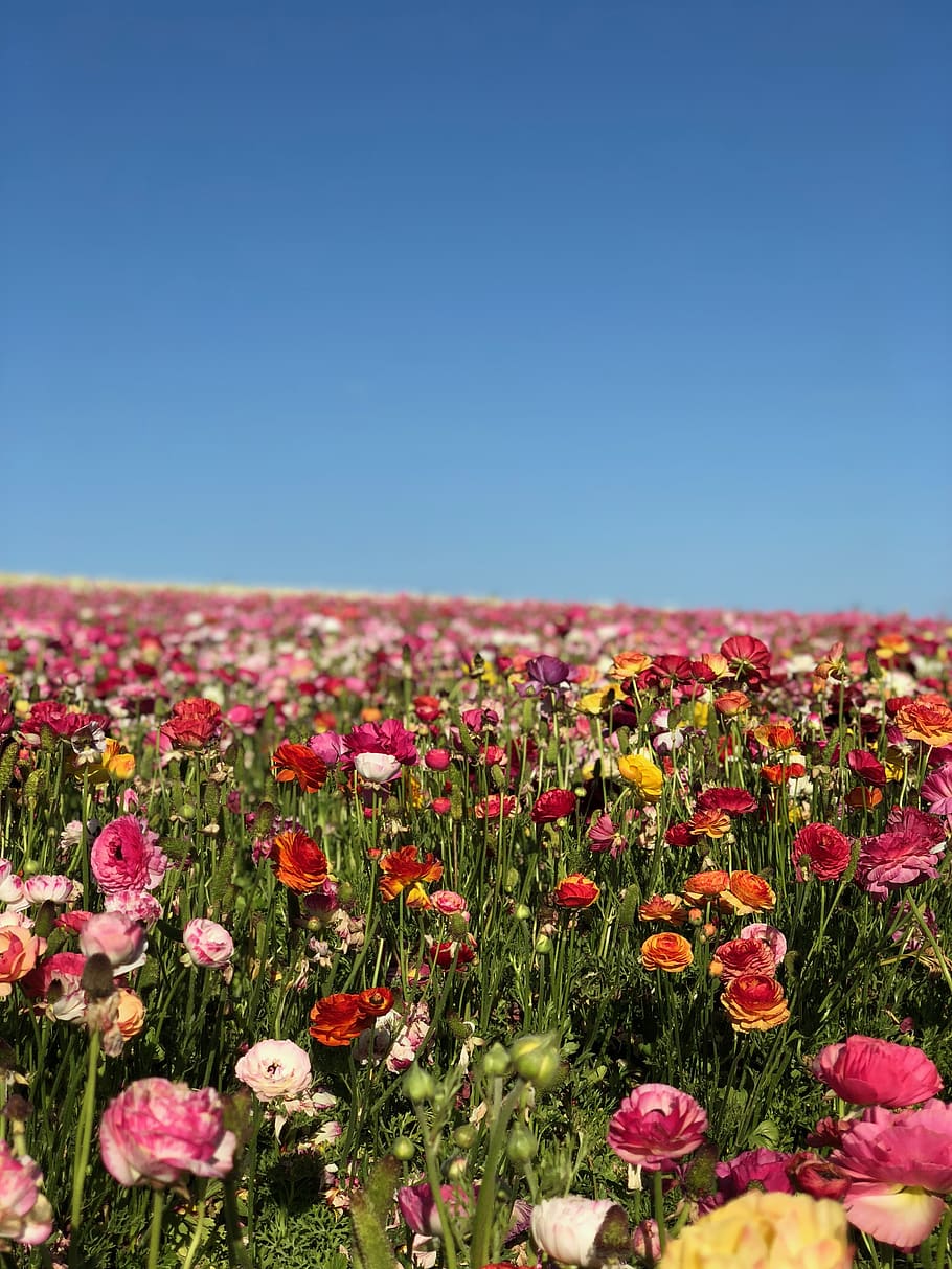 assorted-color flower farm during daytime, plant, flowering plant HD wallpaper